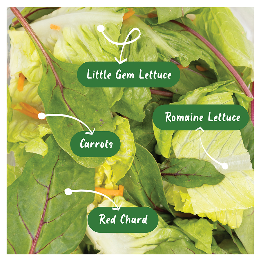 Ebf Sweet Chard Little Gem Crunch Ingredient 1